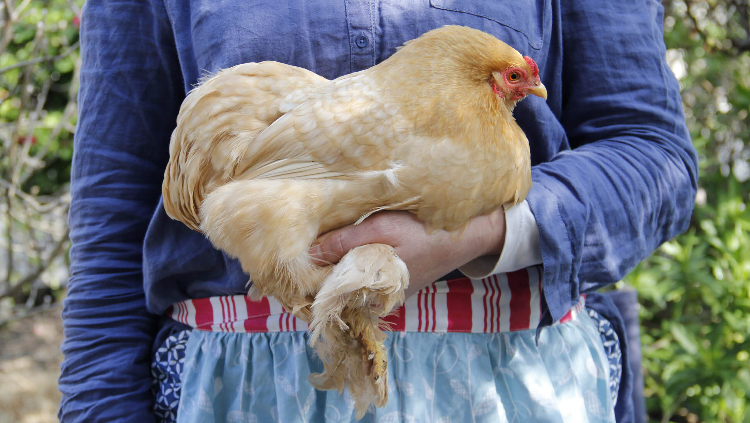 How to hold a hen